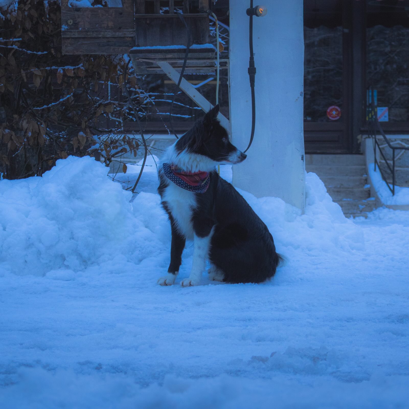 chien chamonix photographie