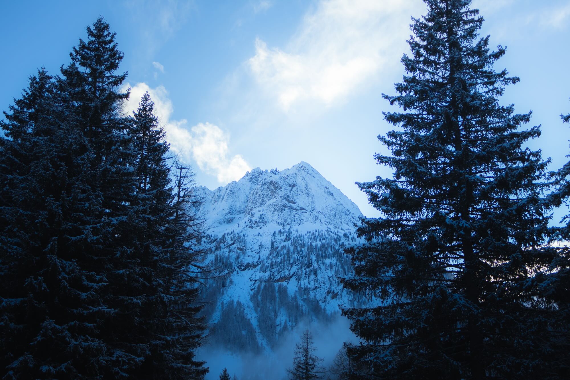 montagne arbres chamonix photographie