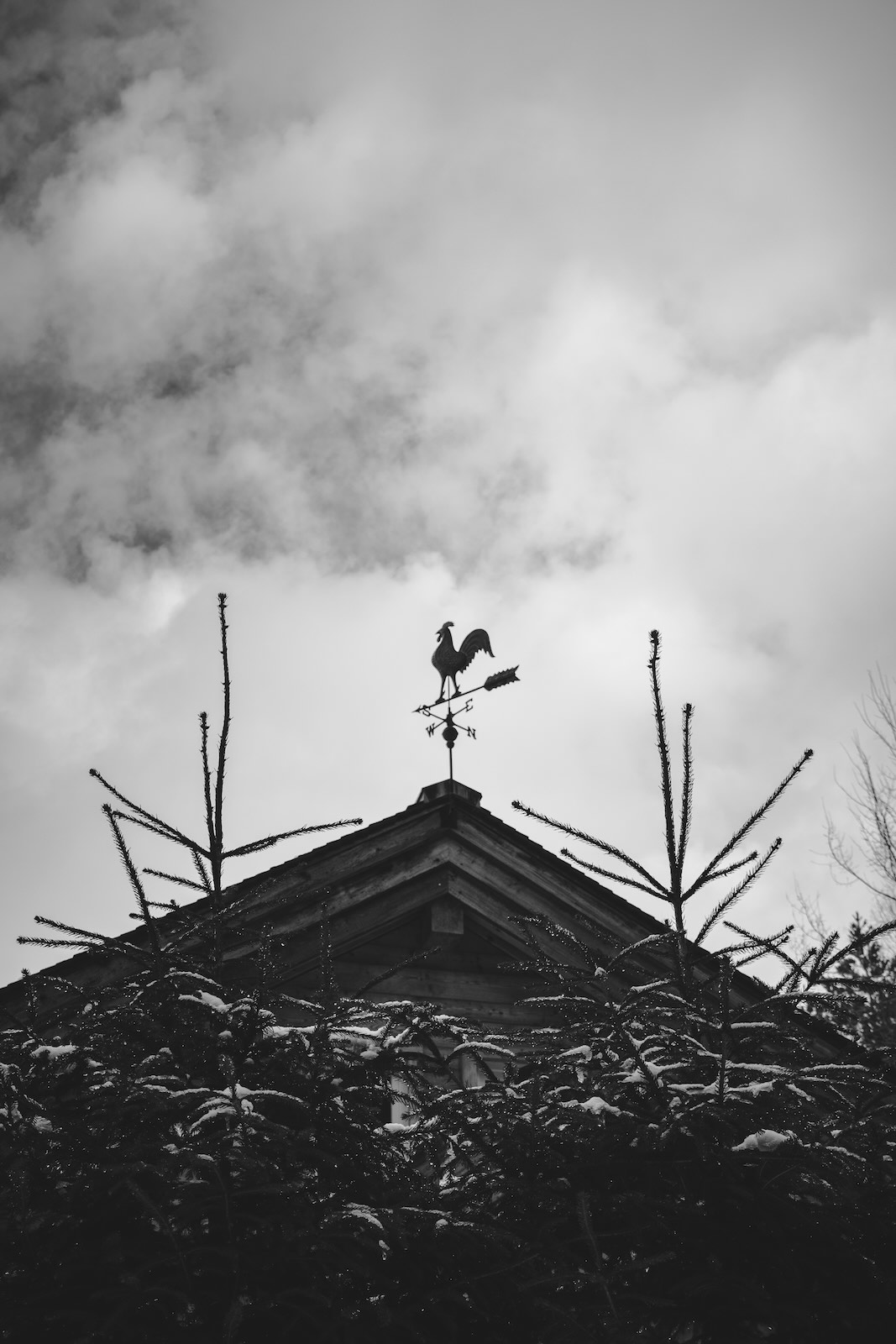 coq noir et blanc chamonix photographie